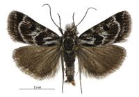 Tauroscopa trapezitis (male). Crambidae: Crambinae. Endemic