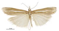 Orocrambus heteraulus (male). Crambidae: Crambinae. Endemic