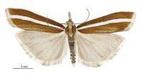 Orocrambus geminus (male). Crambidae: Crambinae. Endemic