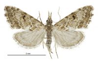 Glaucocharis elaina (female). Crambidae: Crambinae. Endemic