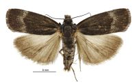 Orocrambus melampetrus (male). Crambidae: Crambinae. Endemic