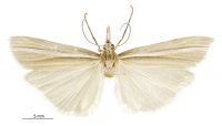 Orocrambus abditus (male). Crambidae: Crambinae. Endemic
