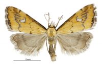 Glaucocharis lepidella (male). Crambidae: Crambinae. Endemic