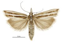 Orocrambus melitastes (female). Crambidae: Crambinae. Endemic