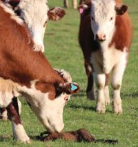 Possums are the main vectors of bovine tuberculosis in New Zealand. Image - Graham Nugent