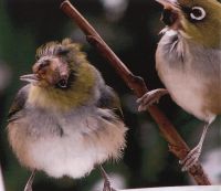 Silvereyes with avian pox. Image - R. McIntyre