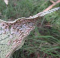 Woolly nightshade lace bug adults overwintering in dead and dying leaves. Image - Andrew Blayney