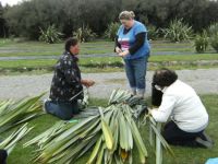 Harakeke leaves being harvested for weaving at the National Flax Collection. Image - Katarina Tawiri