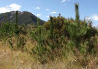 Wilding pines at Craigieburn.