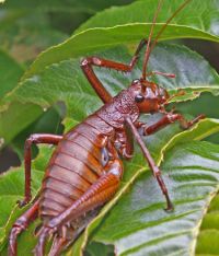 A female Mahoenui giant wētā.