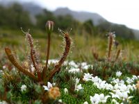 <em>Drosera arcturii</em>, McKellar Saddle. Image - Sarah Richardson 