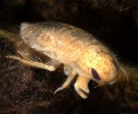 Naucorid bug
