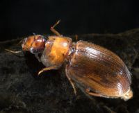 Hydrophilid adult beetle
