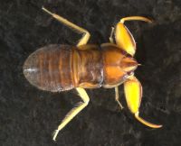 Naucorid species 1 bug