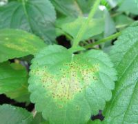 Plant infected with lantana leaf rust.