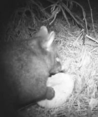 A possum captured eating fungi essential to the growth of wilding pines.