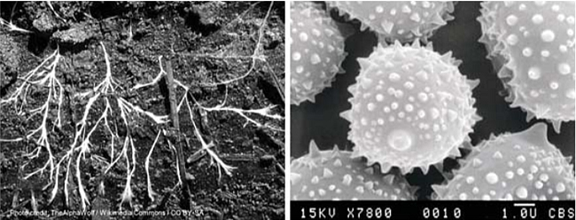 Figure 2. Examples of (A) fungal hyphae in soil, (B) fungal spores. Photo credit for 2B Ronpast/Wikimedia Commons/CC-BY-SA/3.0.