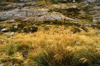 Vegetation plot in the Zora catchment (1999). In each measurement, the condition of at least 20 individual tagged tussocks is assessed, along with overall cover of all plant species present. Thar activity around each plot is assessed using faecal pellet counts. Image – DOC
