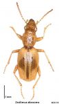 Bembidion (Zecillenus) albescens