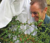 Randall Milne making the first ever release of the Darwin’s barberry seed weevil.