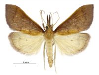 Mnesictena daiclesalis (male). Crambidae: Spilomelinae. Endemic