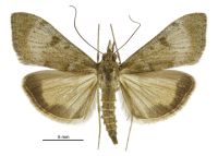 Uresiphita polygonalis (male). Crambidae: Pyraustinae. Endemic