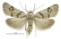 Loxostege s.l. sp. 'salt pan' (female). Crambidae: Spilomelinae. Endemic