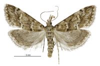 Argyria s.l. strophaea (female). Crambidae: [Unknown]. Endemic
