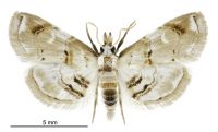 Trichophysetis cf. cretacea (male). Crambidae: Cybalomiinae. Adventive