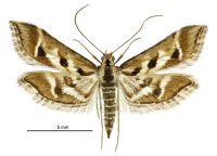 Diasemia grammalis (male). Crambidae: Spilomelinae. Endemic