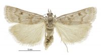 Scoparia s.l. pura (female). Crambidae: Scopariinae. Endemic