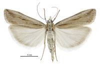 Scoparia s.l. panopla (female). Crambidae: Scopariinae. Endemic