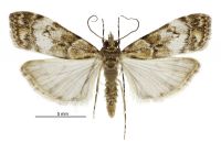 Eudonia dinodes (male). Crambidae: Scopariinae. Endemic