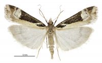 Scoparia s.l. trapezophora (female). Crambidae: Scopariinae. Endemic