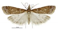 Eudonia quaestoria (male). Crambidae: Scopariinae. Endemic