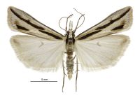 Eudonia trivirgata (male). Crambidae: Scopariinae. Endemic