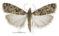 Eudonia philerga (female). Crambidae: Scopariinae. Endemic