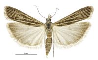 Eudonia atmogramma (female). Crambidae: Scopariinae. Endemic
