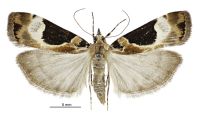 Eudonia aspidota (female). Crambidae: Scopariinae. Endemic