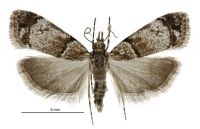 Eudonia choristis (female). Crambidae: Scopariinae. Endemic