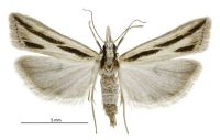 Eudonia trivirgata (female). Crambidae: Scopariinae. Endemic