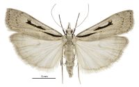 Scoparia rotuella (female). Crambidae: Scopariinae. Endemic