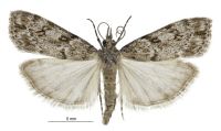 Eudonia cymatias (male). Crambidae: Scopariinae. Endemic