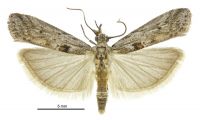 Crocydopora cinigerella (male). Pyralidae: Phycitinae. Native (?)