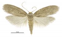 Achroia grisella (female). Pyralidae: Galleriinae. Adventive