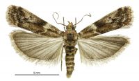 Ephestiopsis oenobarella (female). Pyralidae: Phycitinae. Adventive