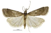 Eudonia parca (Male). Crambidae: Scopariinae. Assigned to Eudonia here based on type genitalia