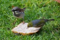A house sparrow and silvereye share breakfast. Image - Derek Tearne
