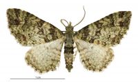 Pasiphila urticae (male). Geometridae: Larentiinae. 