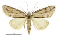 Pseudocoremia lupinata (female). Geometridae: Ennominae. 